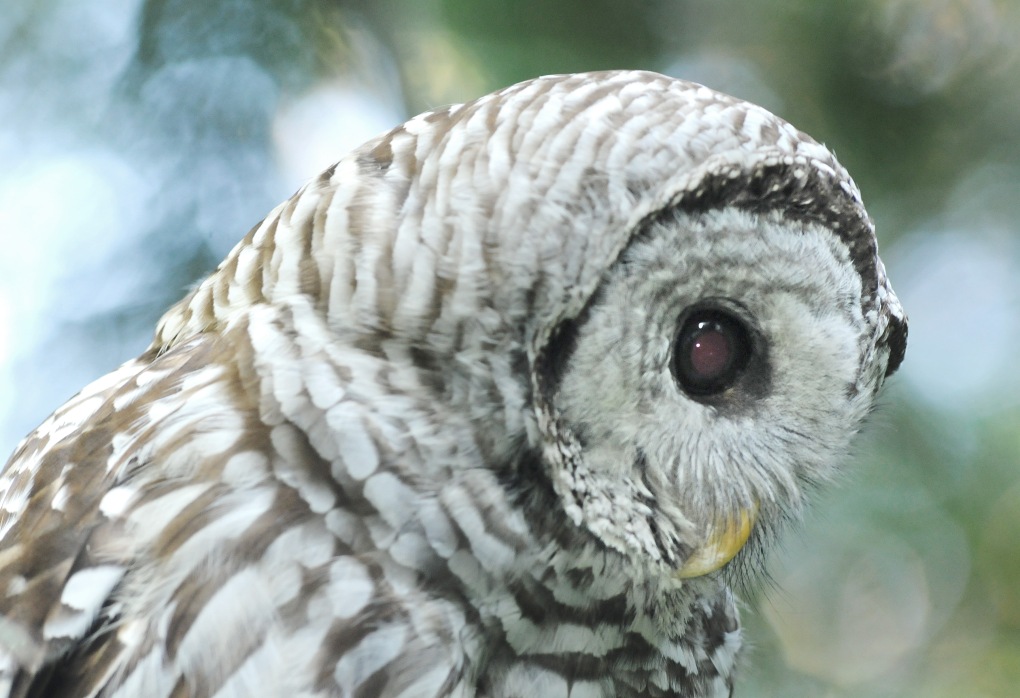 barred owl#4 070814