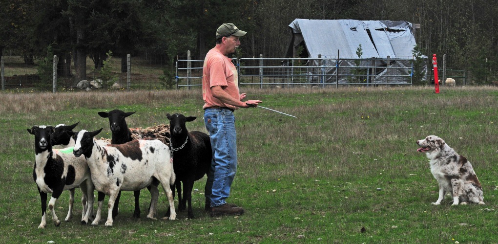 Nole West, of Everett, works with his 3-year-old Australian shepherd Fred on a field at PackLeader Farm.