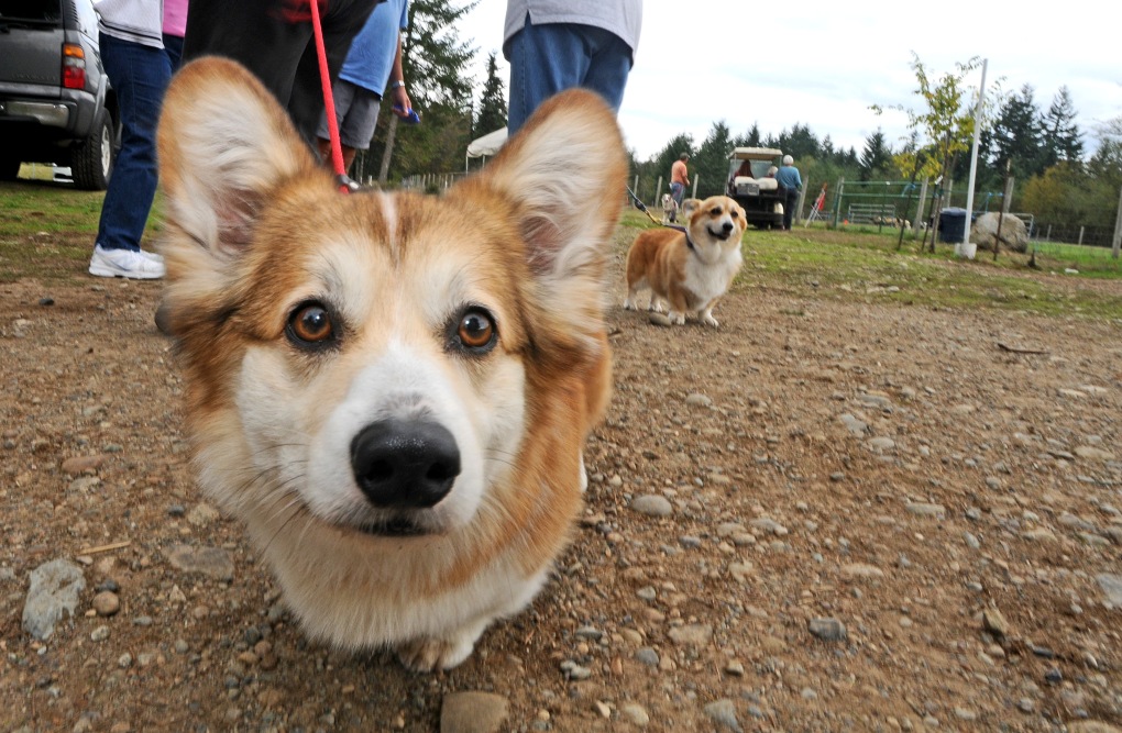 Teddy, a 3-year-old Welsh corgie, and his owner Dorcus Chow, of Seattle, enjoy the sights at PackLeader Farm.