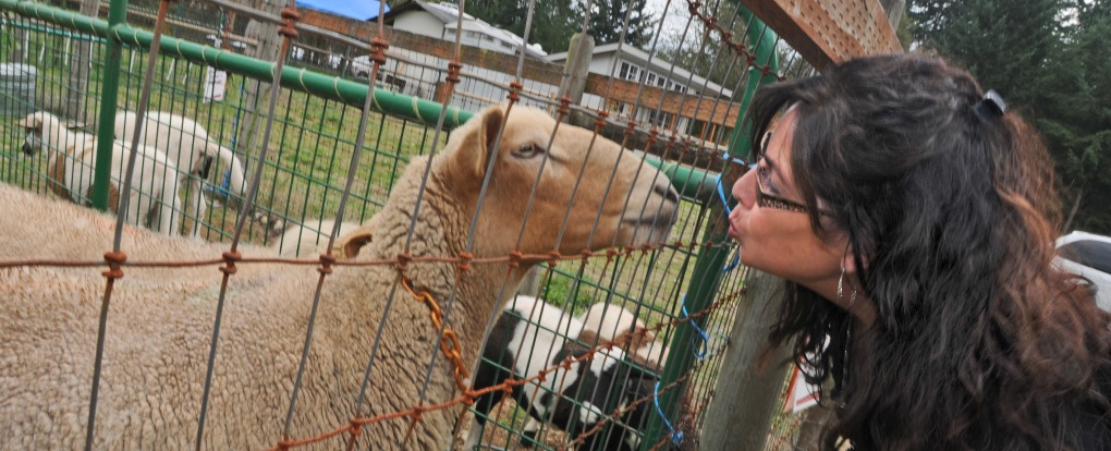 My lovely brdie goes nose-to-nose with Thelma in the petting pens at PackLeader Farm.