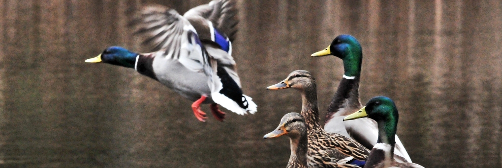 Ducks on a rainy day in Longbranch, Washington, Saturday March 21, 2015.
